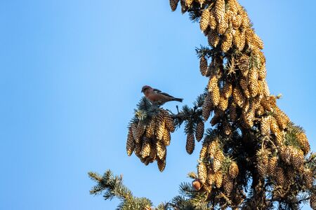 Two-barred Crossbill (Loxia leucoptera). Russia, Moscow