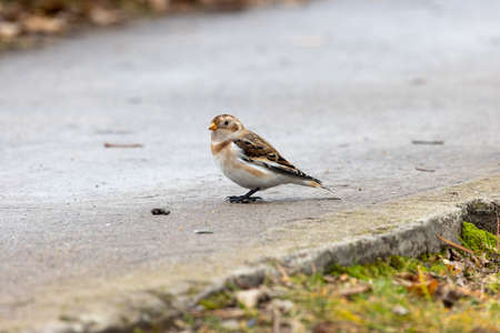 Snow Bunting (Plectrophenax nivalis). Russia, Moscowの写真素材
