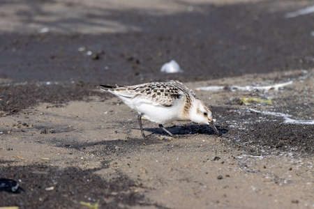 Sanderling (Calidris alba). Moscow region, Russia.