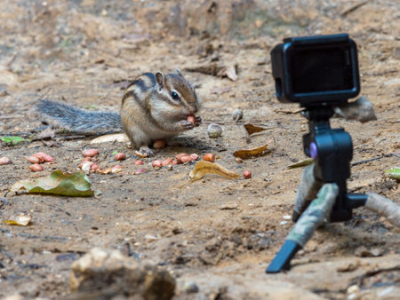 Tamias sibiricus, Siberian Chipmunk. Moscow region, Russia.の写真素材