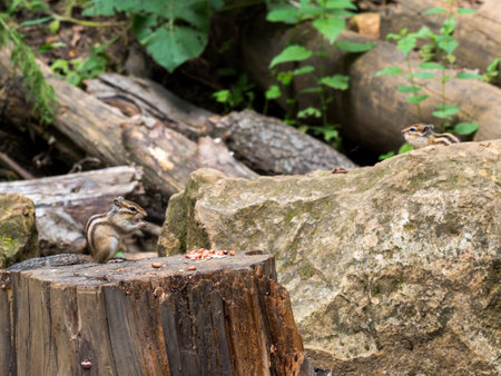 Tamias sibiricus, Siberian Chipmunk. Moscow region, Russia.の写真素材