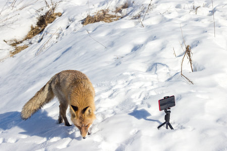 Vulpes vulpes. An urban red fox in Moscow, Russia.
