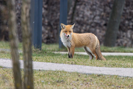 Vulpes vulpes. An urban red fox in Moscow, Russia.