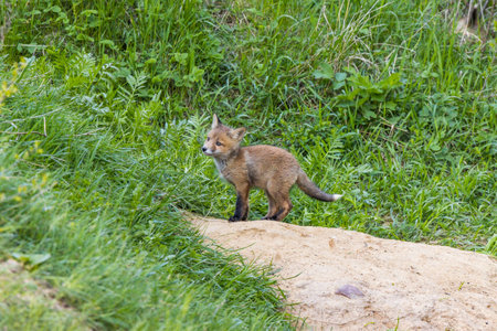 Vulpes vulpes, Red fox. Russia, the Ryazan region (Ryazanskaya oblast), the Pronsky District, Kisva.