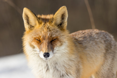 Vulpes vulpes. An urban red fox in Moscow, Russia.