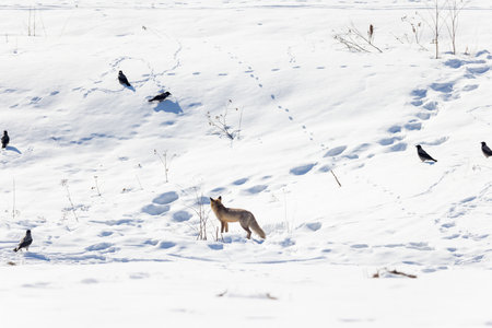 Vulpes vulpes. An urban red fox in Moscow, Russia.の写真素材