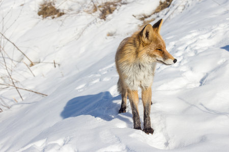 Vulpes vulpes. An urban red fox in Moscow, Russia.