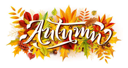 Autumn composition with fallen leaves and rowan and acornsのイラスト素材