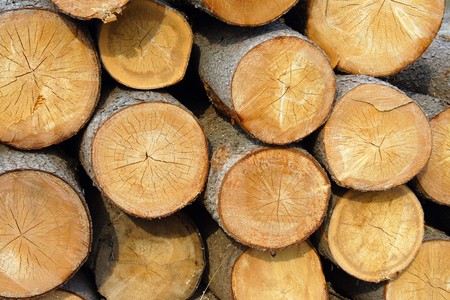 softwood logs in the evening light