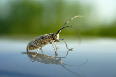 Pruner on the roof of the car