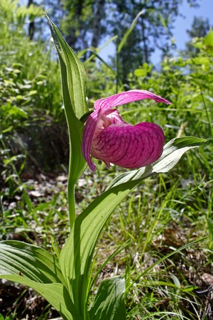 Orchid Cypripedium macranthum is a rare protected species in the South of Western Siberiaの写真素材