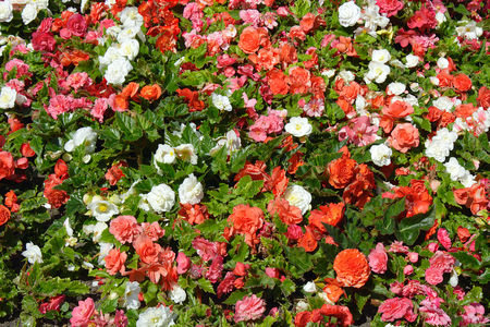 Abstract background of colorful flowers and leaves decorative begoniasの写真素材