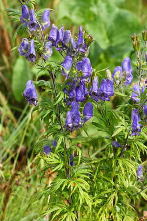 Aconitum excelsum Rehb, Photos taken in the autumn in sunny weatherの写真素材
