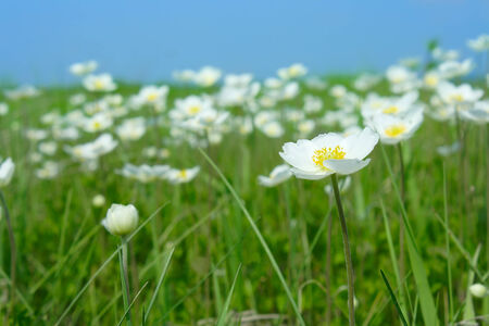 The field of blooming white anemones summer sunny dayの写真素材