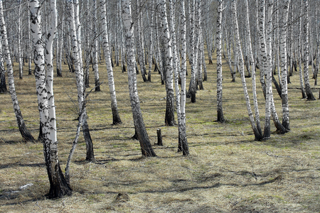 Birch Grove at the time of spring when the snow has melted and the leaves had not yet blossomedの写真素材