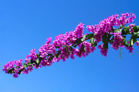 Flowering branch of bougainvillea against the bright blue sky