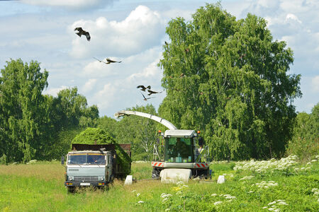 Harvesting of green mass for the production of silageの写真素材
