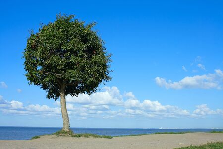 Peterhof Lower Park, the tree on the shore of the Gulf of Finlandの写真素材