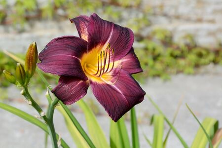 Flower garden lilies Burgundyの写真素材