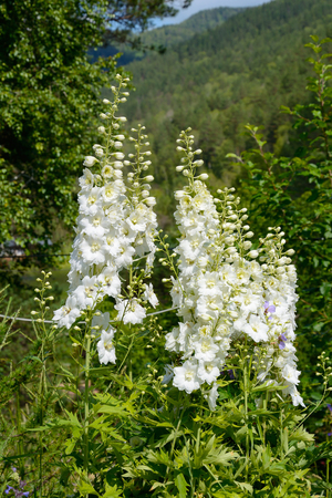 Garden delphinium with decorative white flowersの写真素材