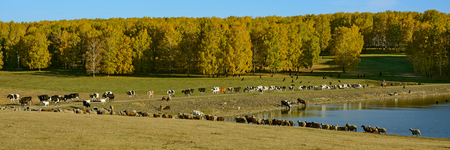 A herd of livestock at a watering place by the pond?の写真素材