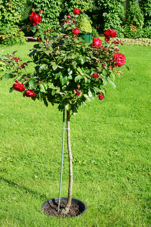 Decorative tree of a stamp rose with red flowersの写真素材
