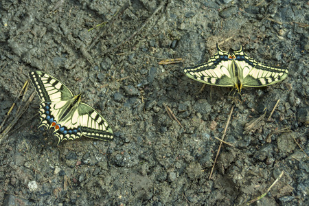 Papilio machaon butterflies on the wet Bank of a stream in Western Siberiaの写真素材