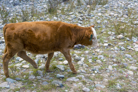 Calf grazing on the rocky Bank of the river Katun, Altai Republicの写真素材