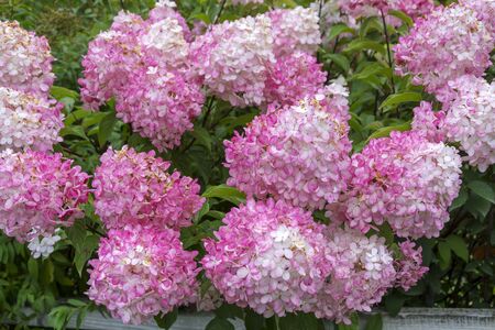 Flowering Bush hydrangea paniculata early fall