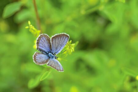 Butterfly dove Lycaenidae on plantt, West Siberia region