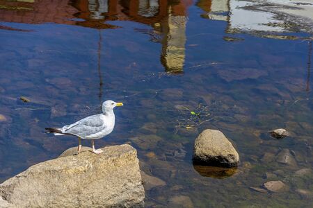 Pskov, a large gull on a boulder in the middle of the Pskov river, a representative of the city's faunaの写真素材