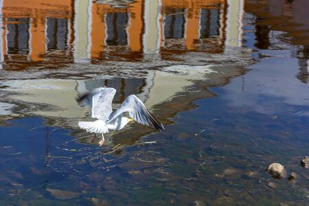 Pskov, the reflection of buildings in the Pskov river and the flight of the great Gull, a representative of the city's faunaの写真素材