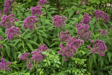 Flowering spirea Japanese Bush at the beginning of flowering