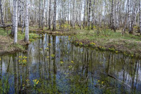 Bushes of Kaluzhnitsa Bolotnaya in a birch grove in early spring during high waterの写真素材
