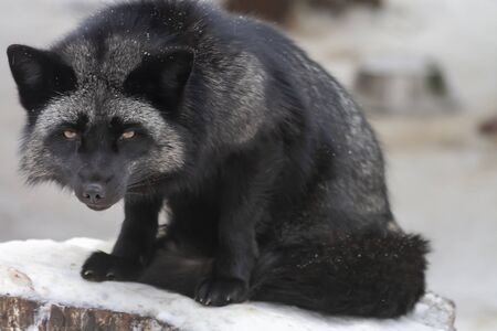 Black-browed Fox, frosty winter day