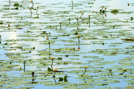 Thickets of nenuphar, Nuphar, on a pond in early summerの写真素材