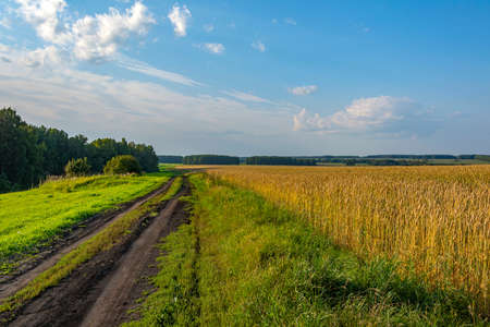 Dirt road along a field of ripe wheat, a beautiful summer dayの写真素材
