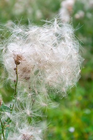 Fluffy seeds of perennial herbaceous plants of the Thistle, Cirsium arvenseの写真素材