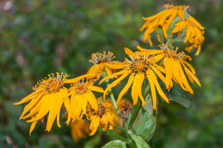 Beautiful lush rudbeckia bush, late autumn, close-up