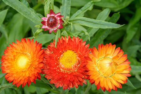 Large, bright, orange flower and buds of immortelle, Brakteatum immortelleの写真素材