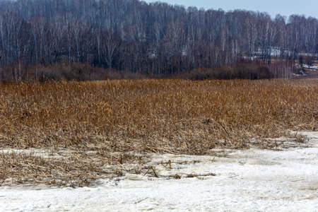 Dry reeds on an ice-covered pond on the Ust-Strelina River, Kemerovo region-Kuzbassの写真素材