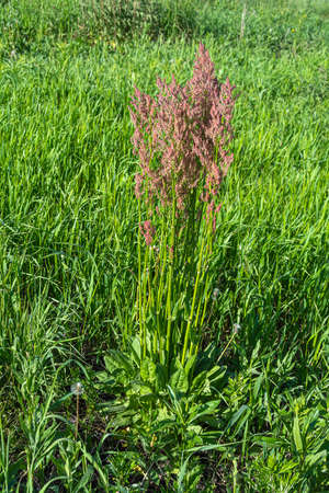 Young luxuriantly blooming horse sorrel bush in early summer