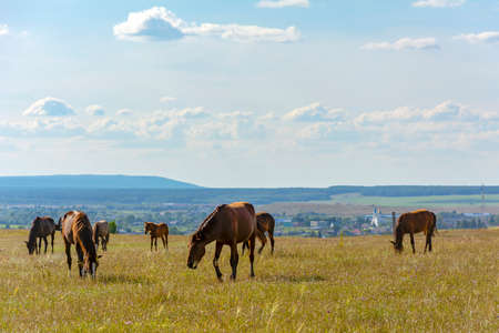 Horses graze in a meadow near the village of Krasnoe in the foothills of the Salair ridge, Kemerovo region-Kuzbassの写真素材