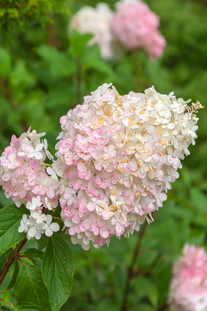 Inflorescence of pink hydrangea paniculate on a rainy day in early autumn