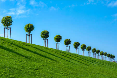 Peterhof, a row of well-groomed lime trees on a hill against a cloudless skyのeditorial素材