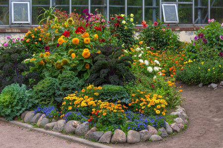 Luxurious heads of decorative cabbage on a flower bed among flowering plants