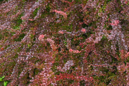 Dense carpet of multicolored barberry foliage, decorative backgroundの写真素材