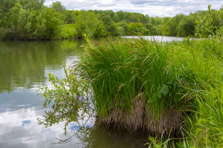 Thickets of wild sedge on the bank of a small Siberian river