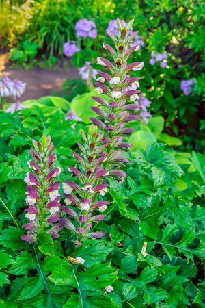 A bright beautiful bush of garden flowers with a spike-shaped inflorescenceの写真素材