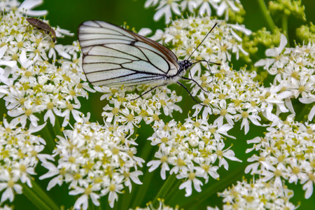 Hawthorn butterfly and beetle on a white hogweed flower, Heraculum sibiricumの写真素材
